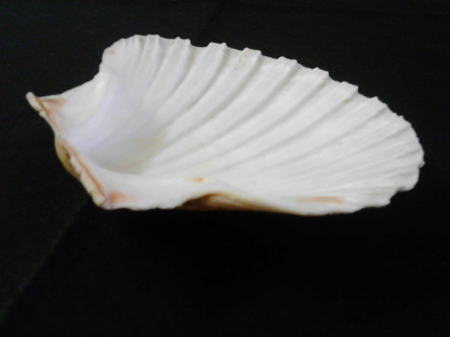 starter-shells
